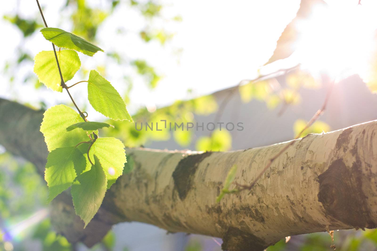 Spring birch leaves by rozhenyuk