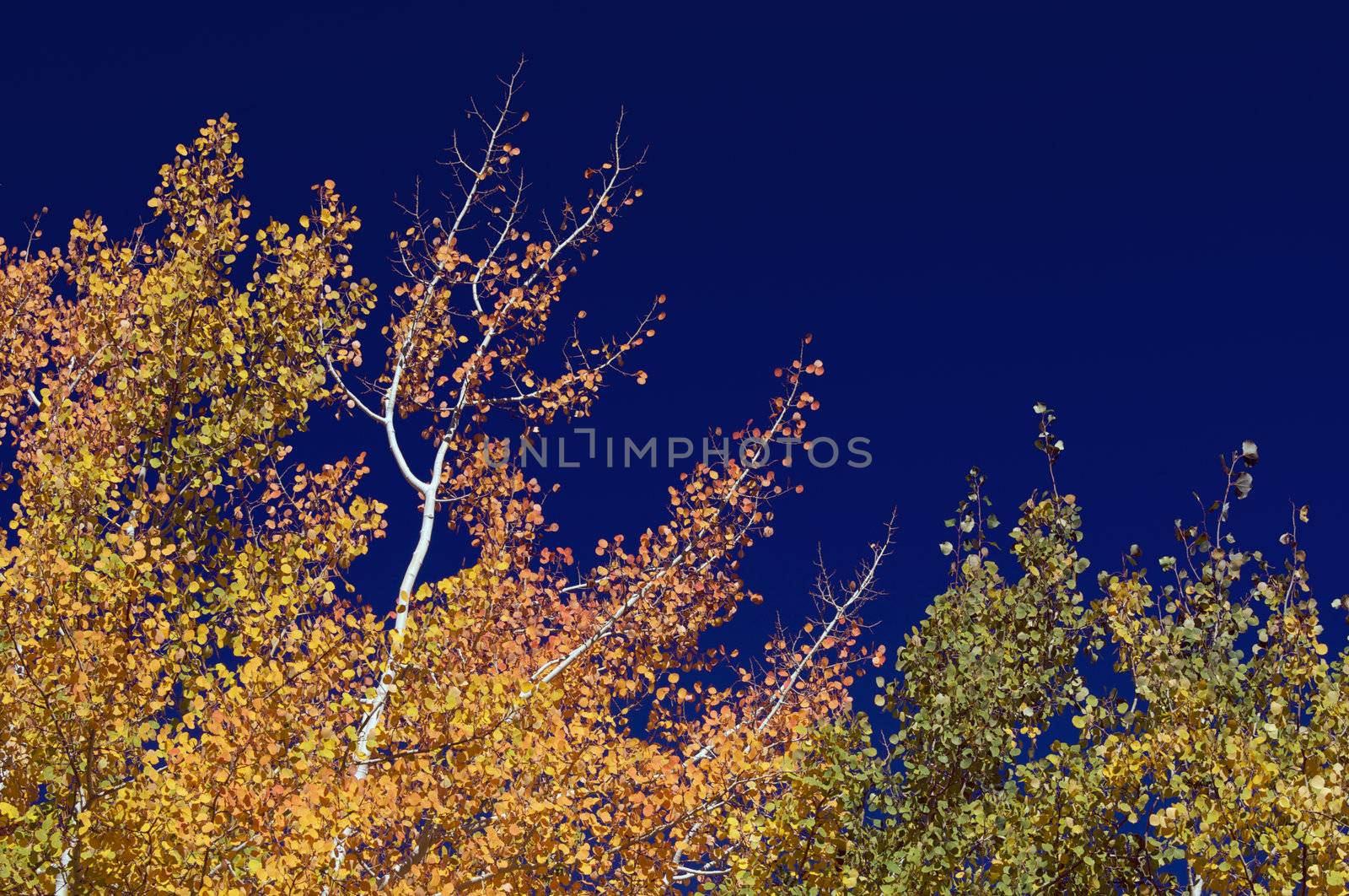 Colorful Aspen Pines Against Deep Blue Sky