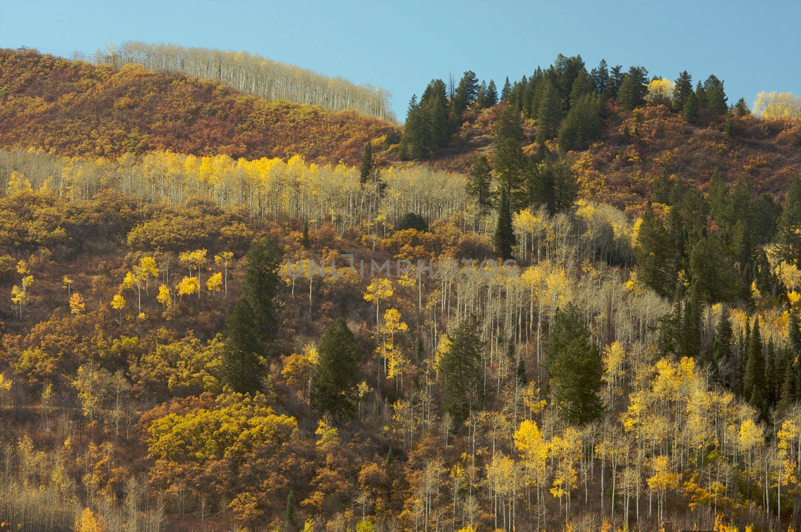 Colorful Aspen Pines Against Deep Blue Sky