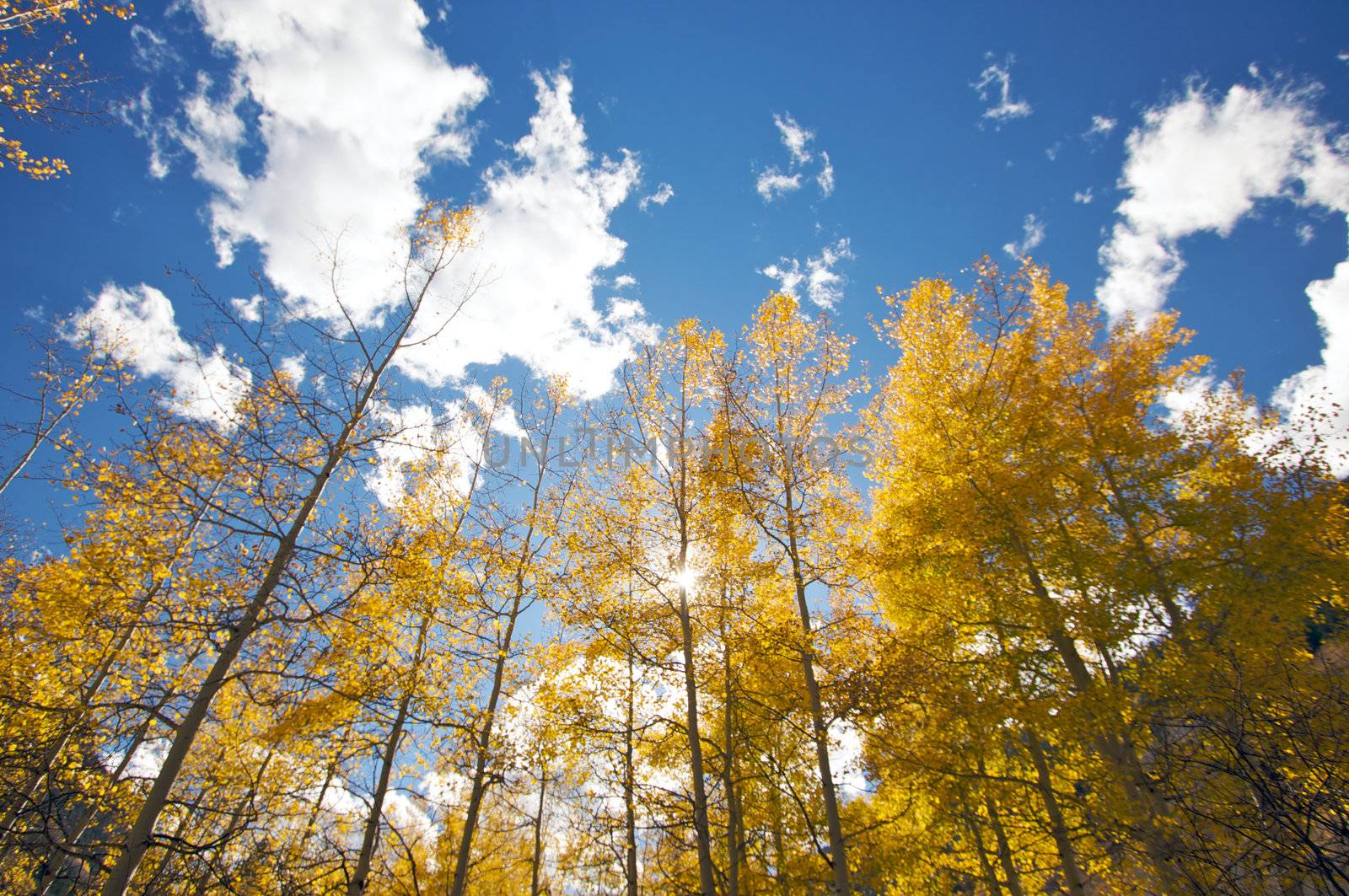 Colorful Aspen Pines Against Deep Blue Sky