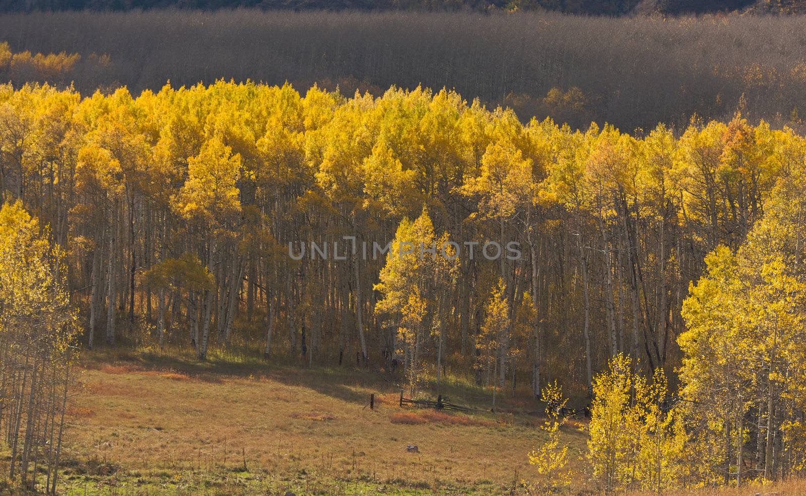 Aspen Pines Changing Color Before Winter