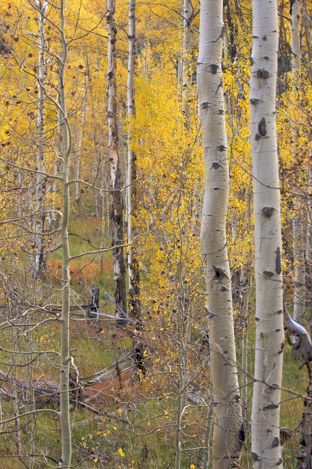 Aspen Pines Changing Color Before Winter