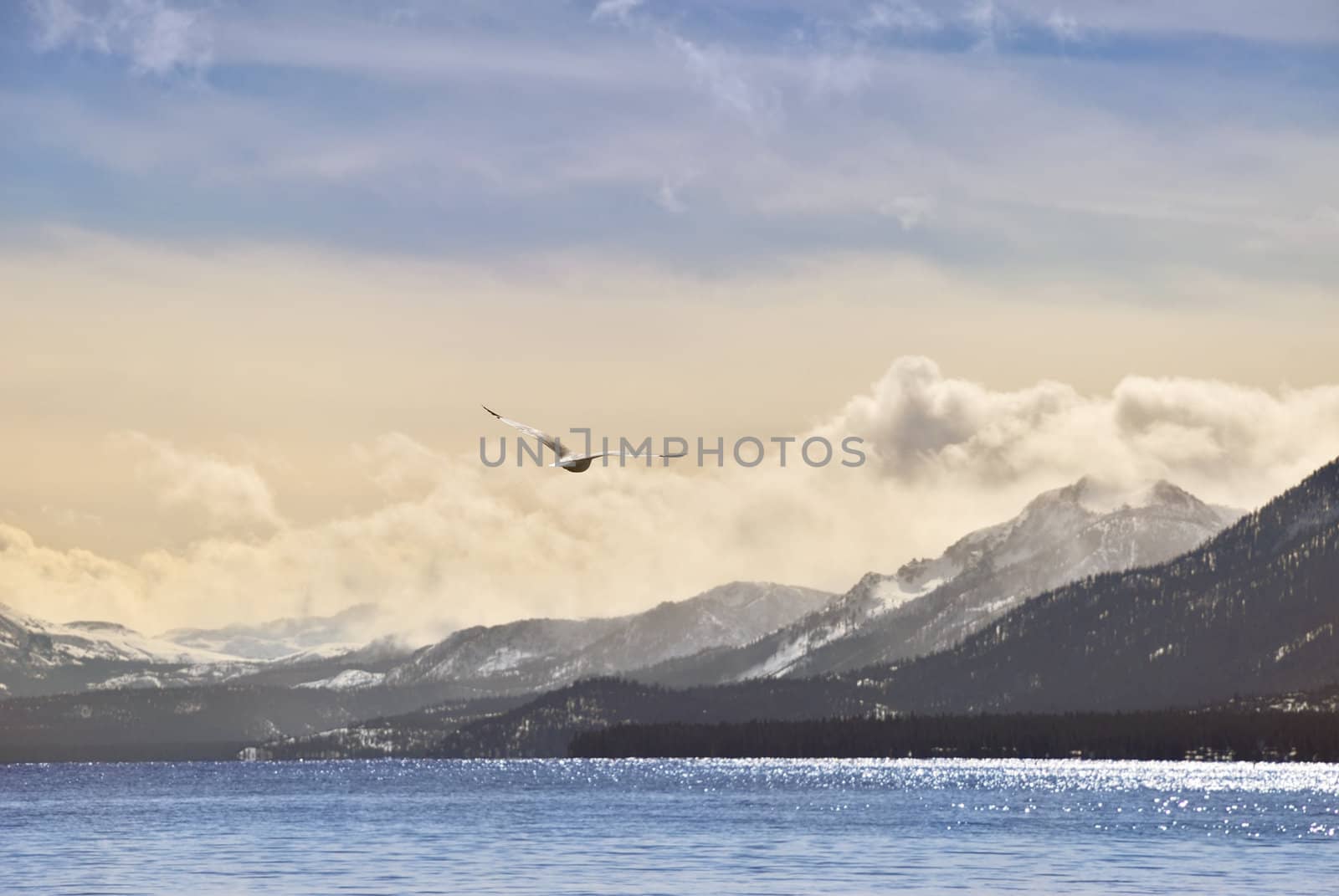 Focus on a seagull flying over lake Tahoe in winter, against slightly blurred landscape.