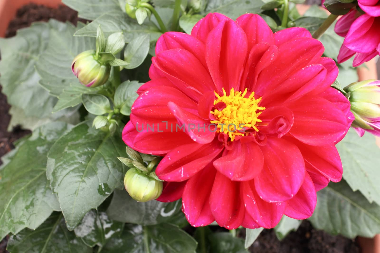 Red dahlia against the softly muted shades of the leaves