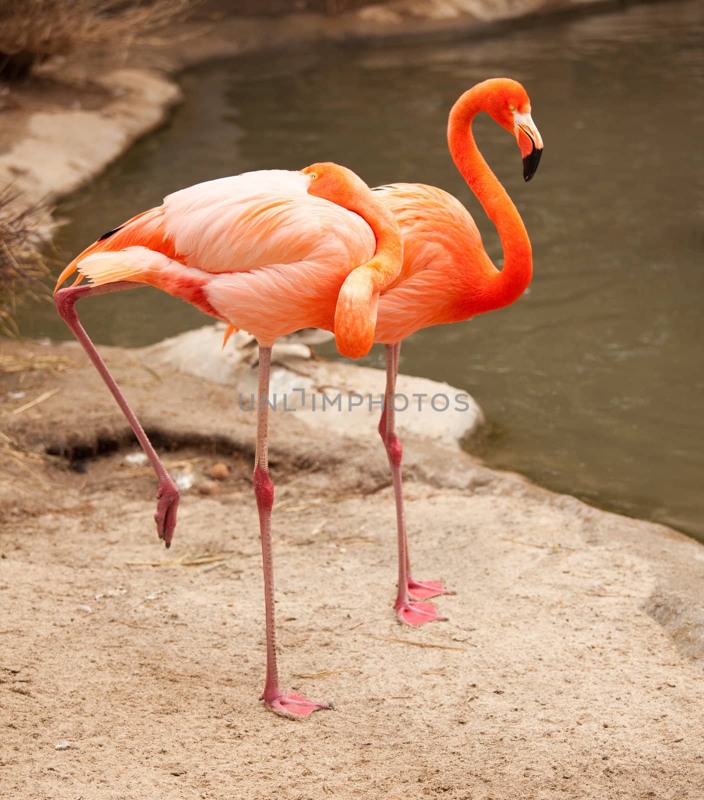 Beautiful Flamingo Couple Rest at the Side of The Water.