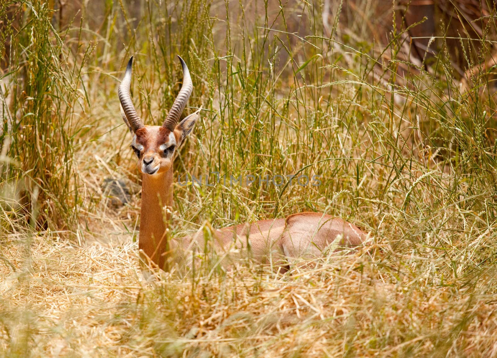 Beautiful Gazelle Resting in the Tall Grass.