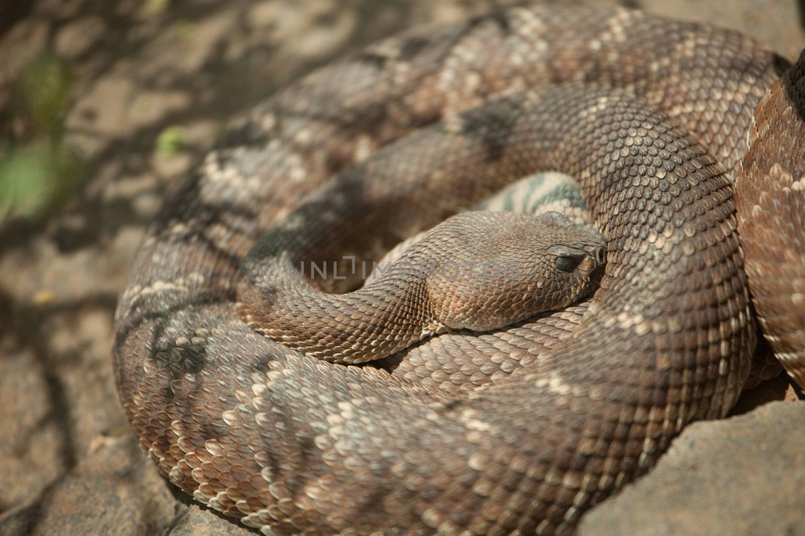 Western Diamondback Rattlesnake Resting in the Warm Sun.
