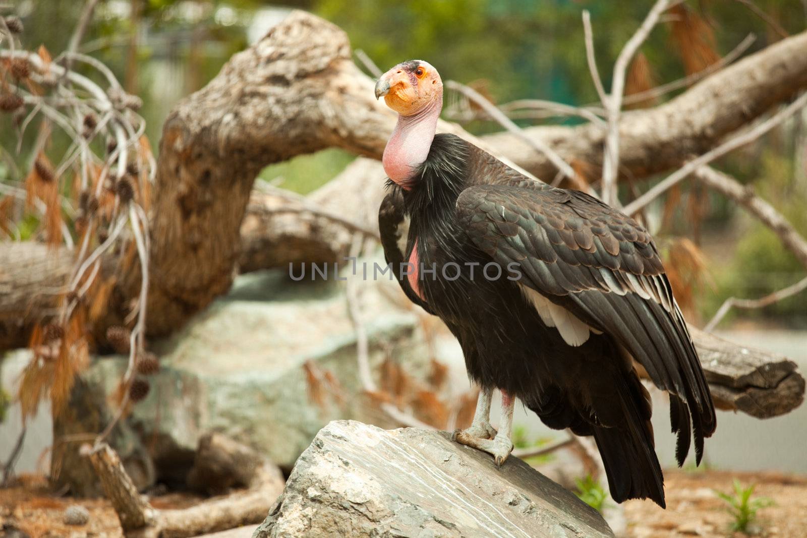 The Endangered California Condor Standing on Rock.