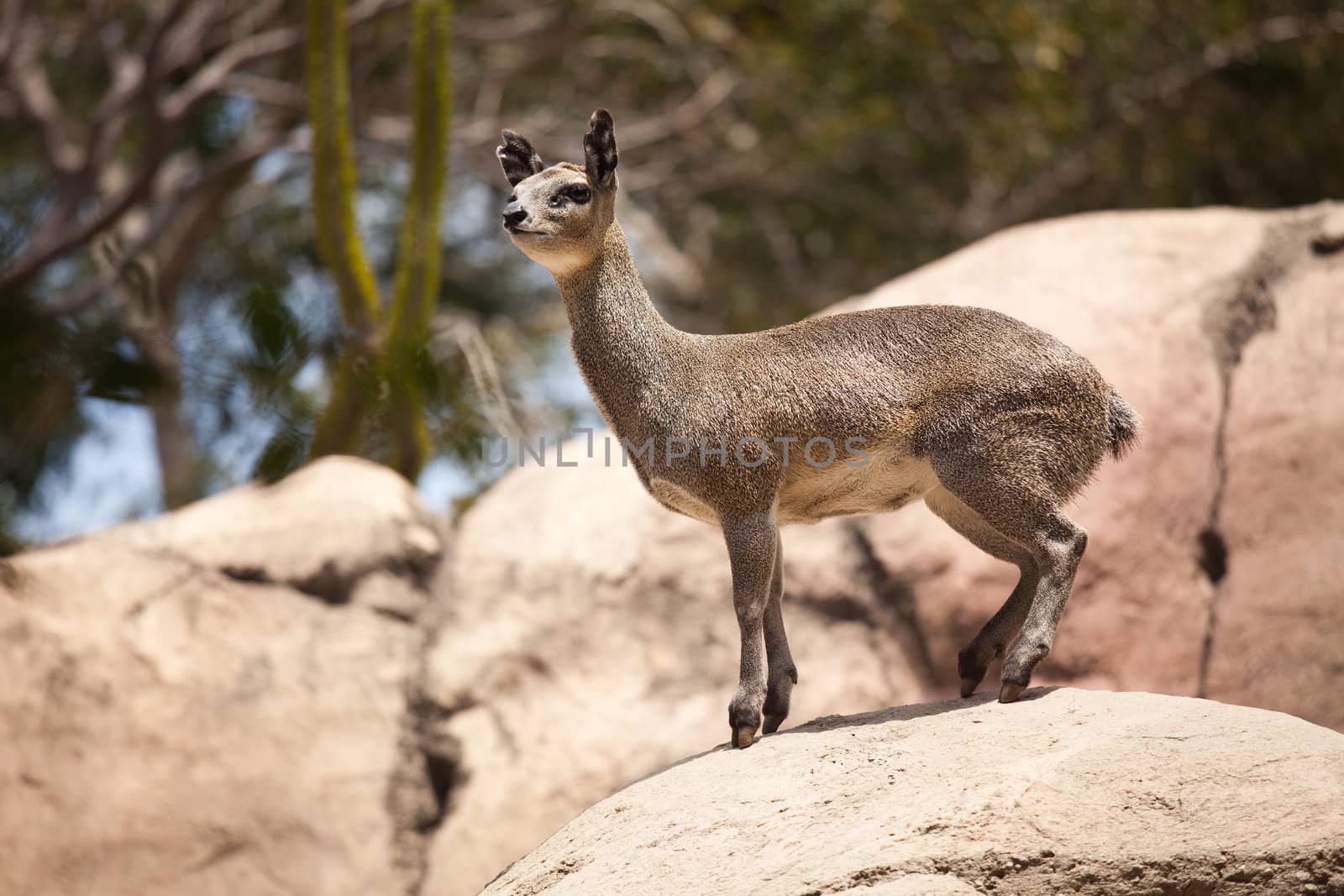 Majestic Rock-Dancing Cliff Springer Stands Still at Alert.