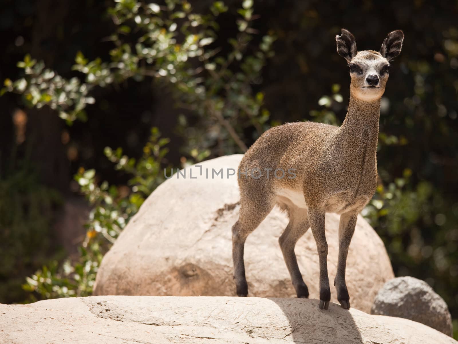 Majestic Rock-Dancing Cliff Springer Stands Still at Alert.