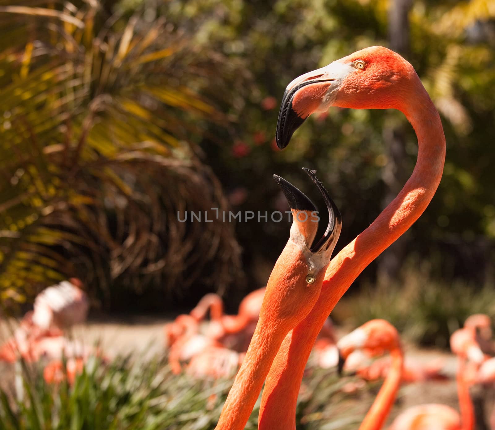 Two Beautiful Flamingos Performing Their Mating Ritual.