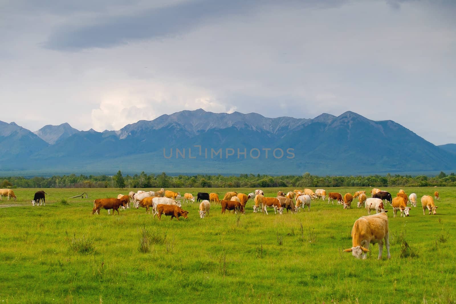 Herd on mountains background. Bright and saturated image.