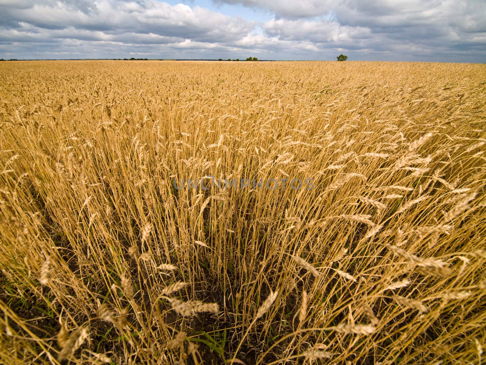 Big rye field by liseykina