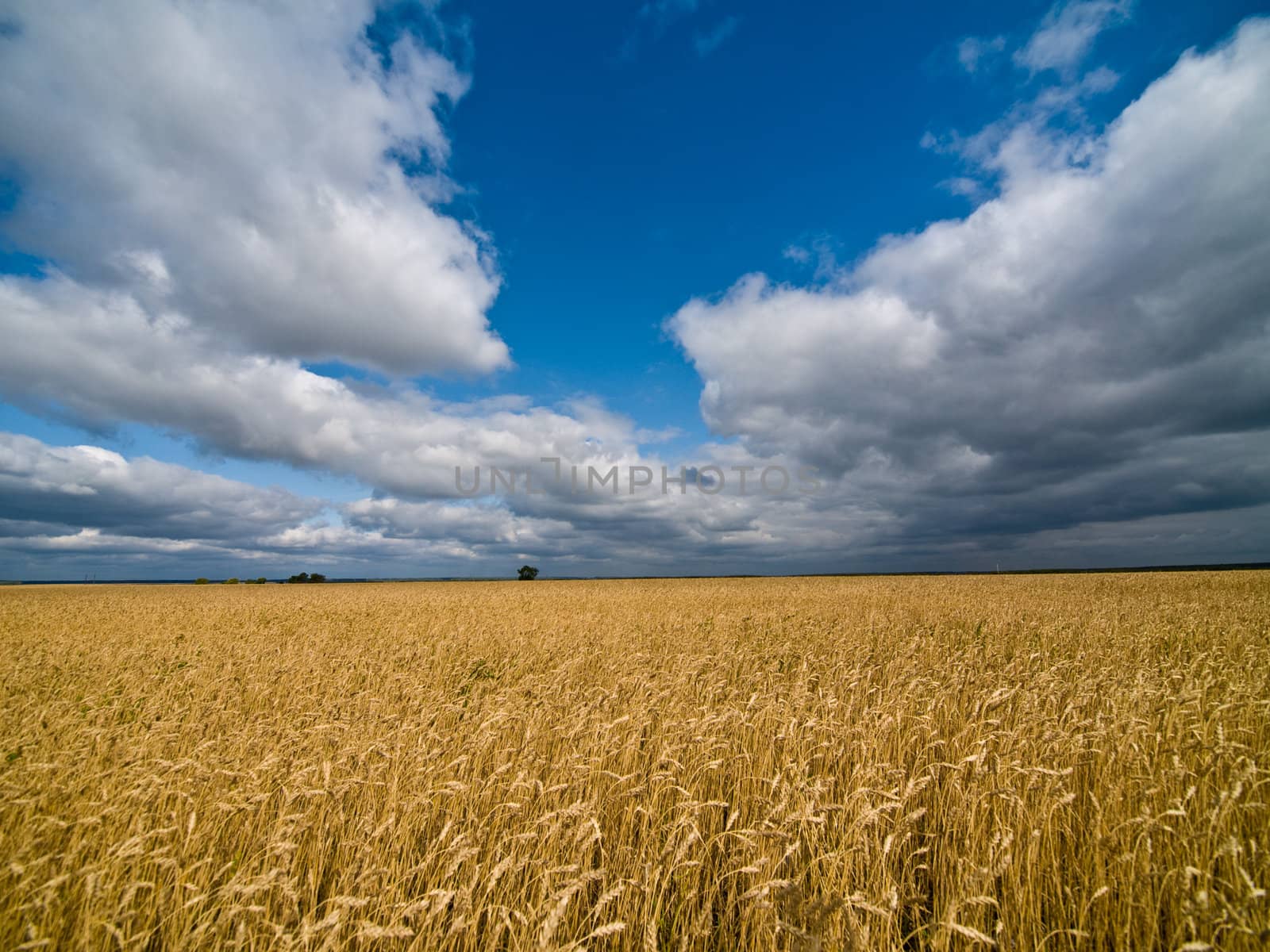 Landscape with cornfield under dramatic leaden sky. Wide angle shot
