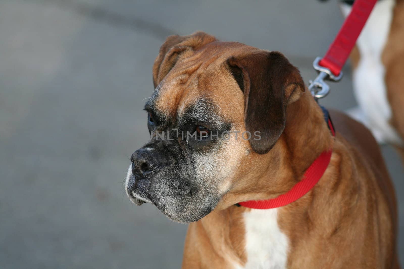 Close up of a boxer dog. 