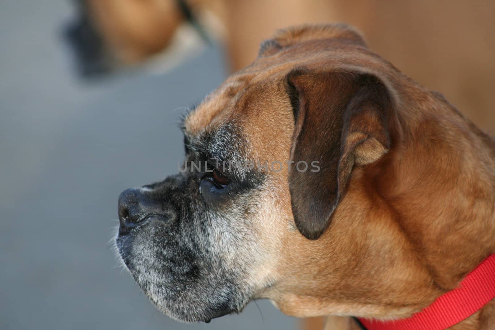 Close up of a boxer dog. 