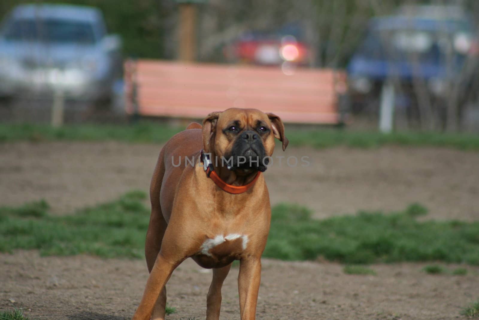 Close up of a boxer dog. 