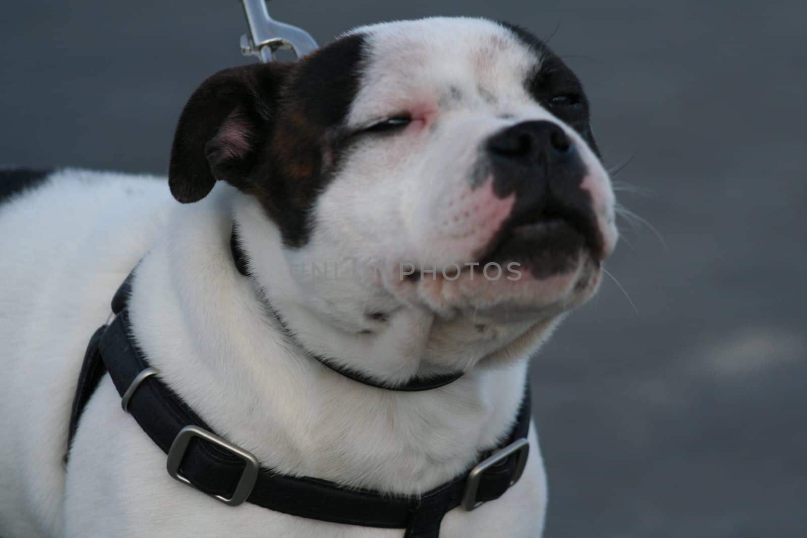 American Staffordshire Terrier dog outside in a park. 