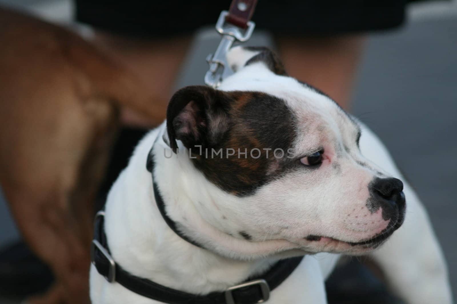 American Staffordshire Terrier dog outside in a park. 