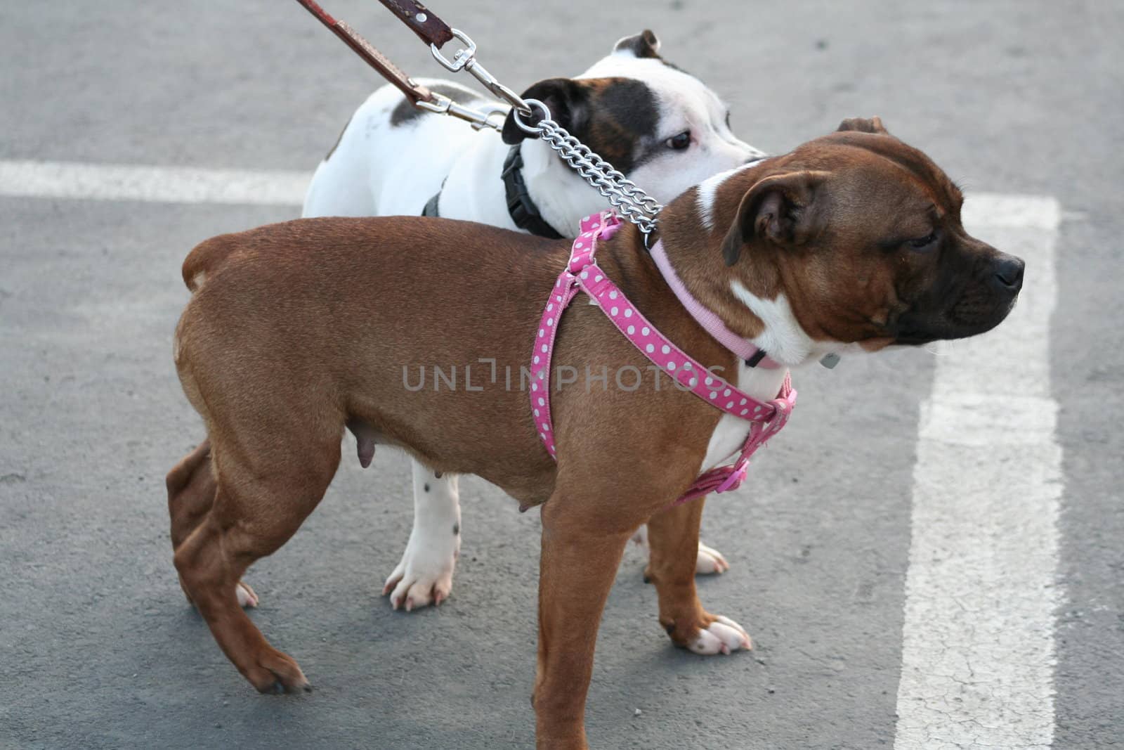 American Staffordshire Terrier dog outside in a park. 