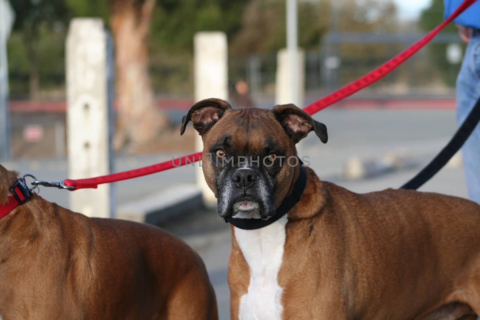 Close up of a boxer dog. 