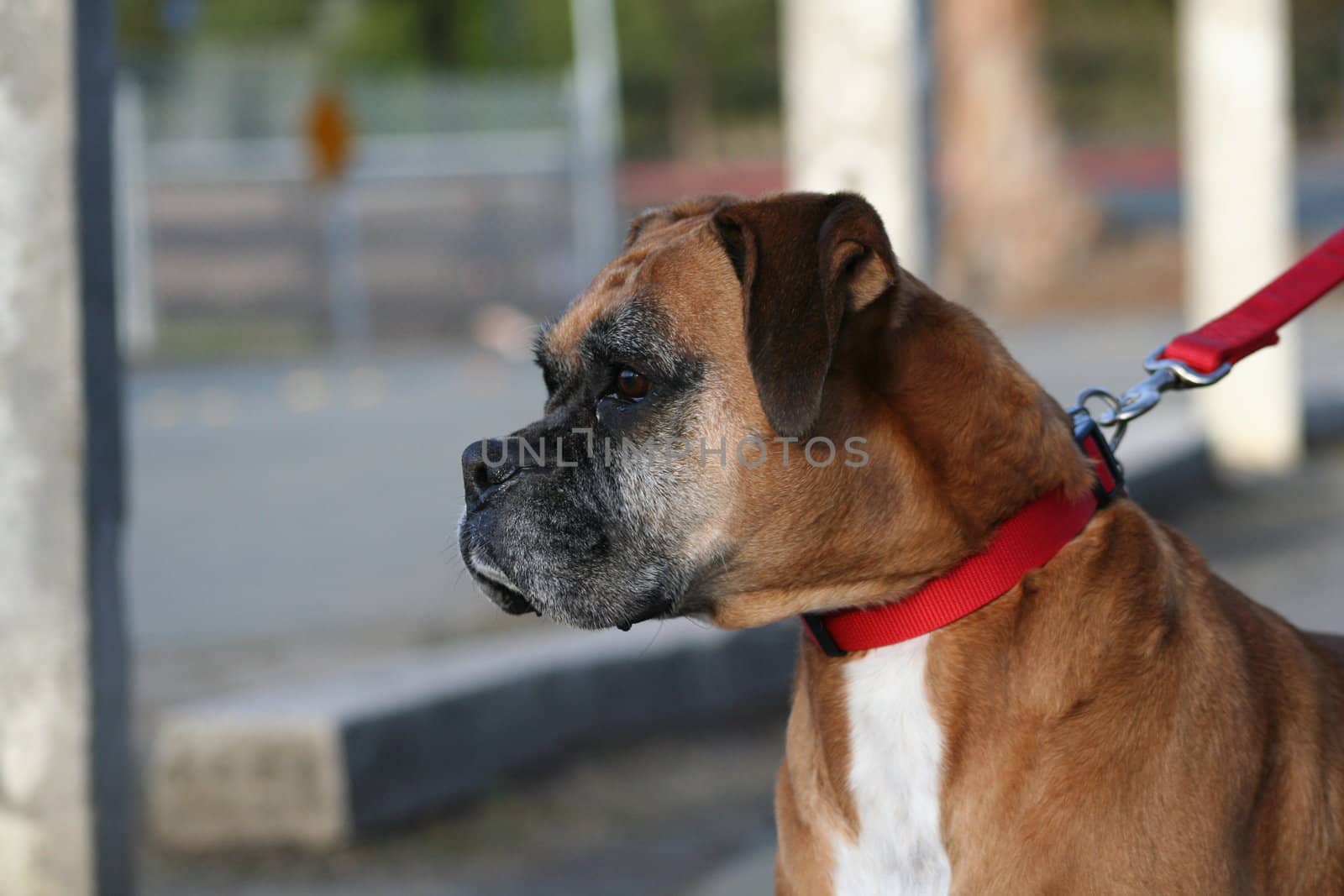 Close up of a boxer dog. 