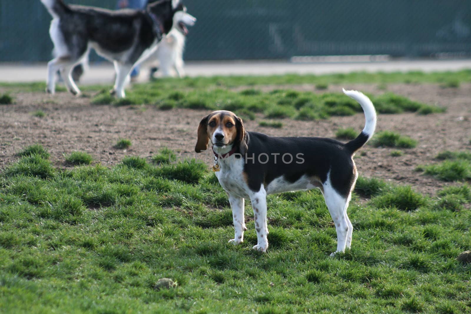  Beagle by MichaelFelix