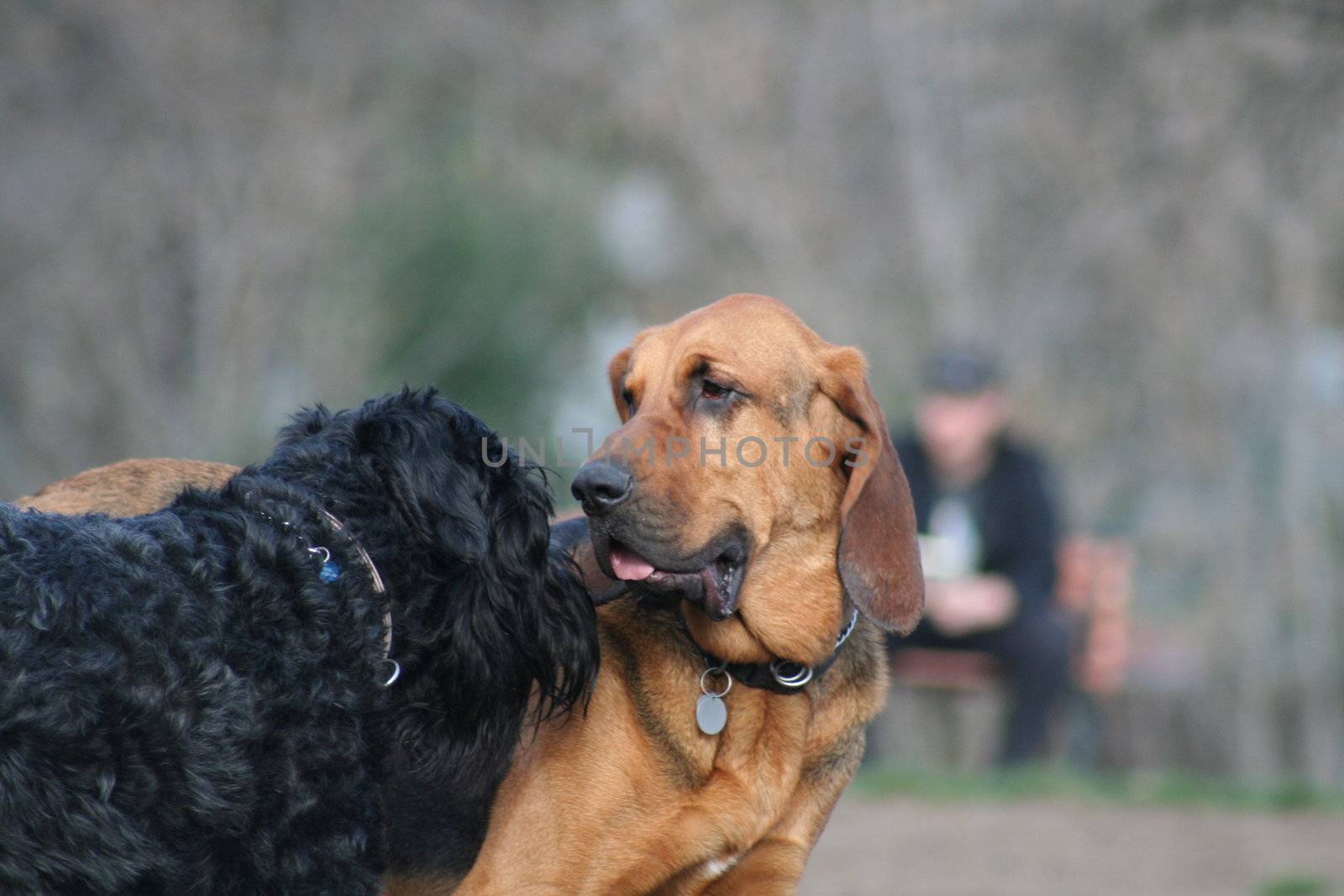 Bloodhound and Black Russian Terrier dogs playing.