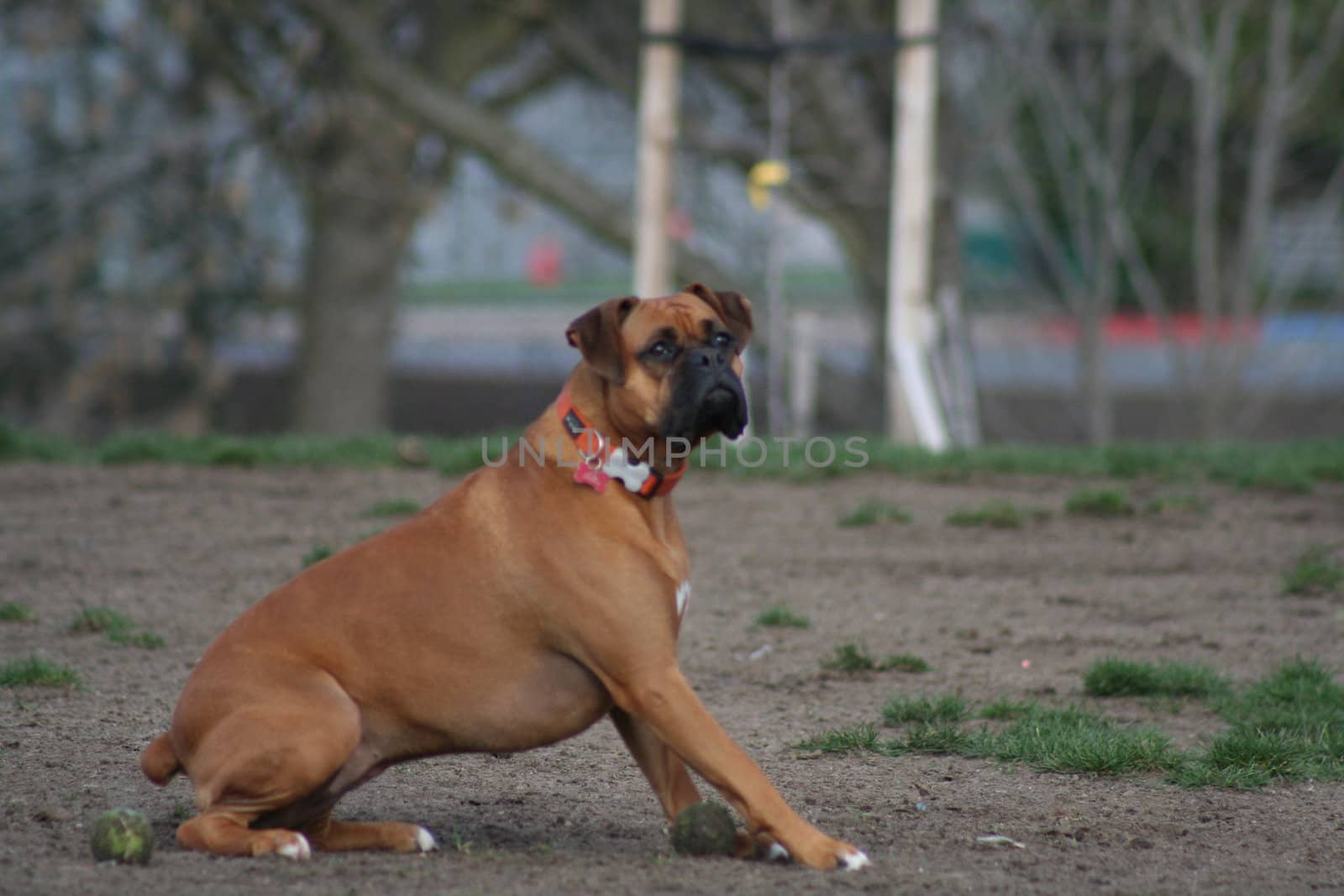 Close up of a boxer dog. 