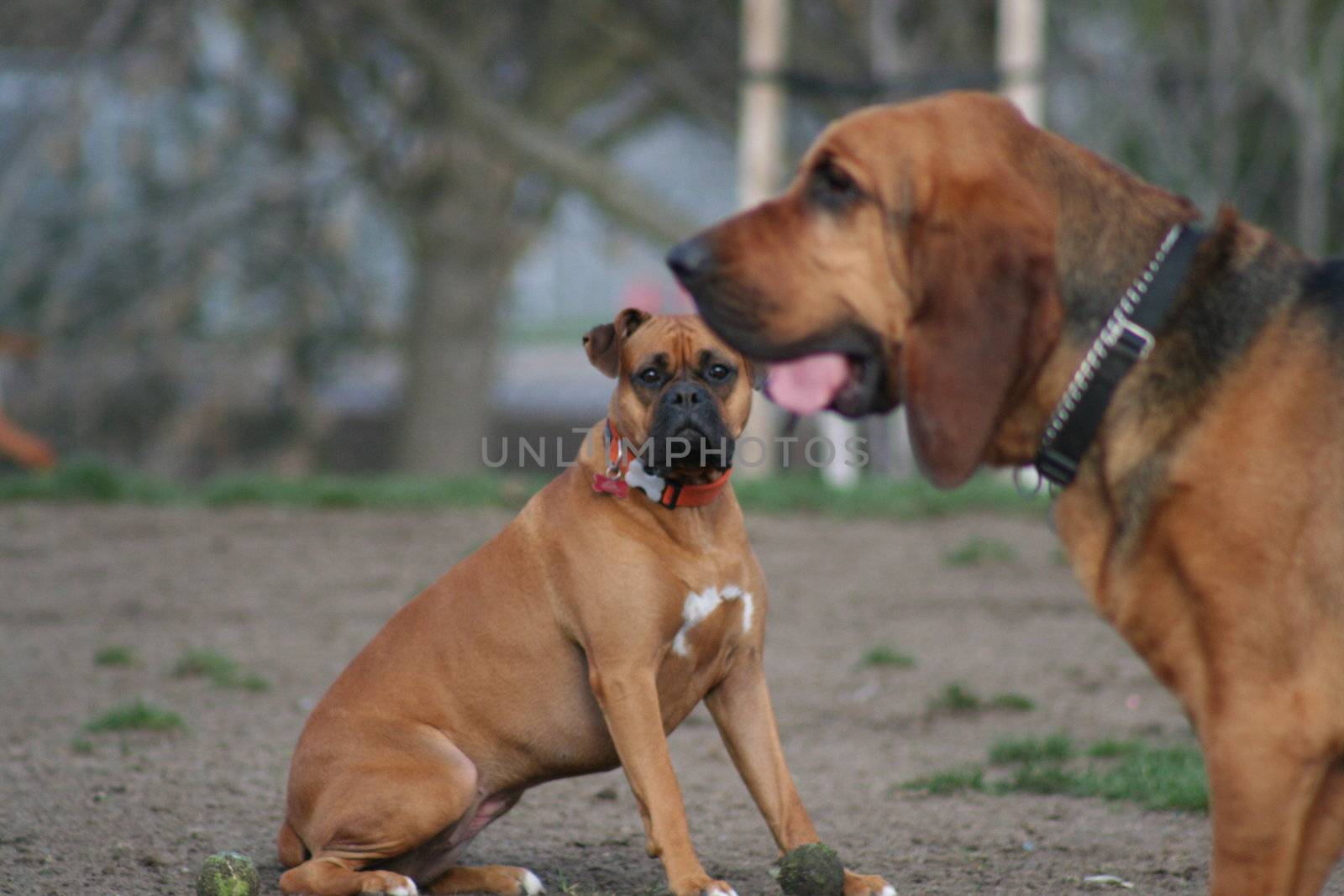 Close up of a Bloodhound  dog. 