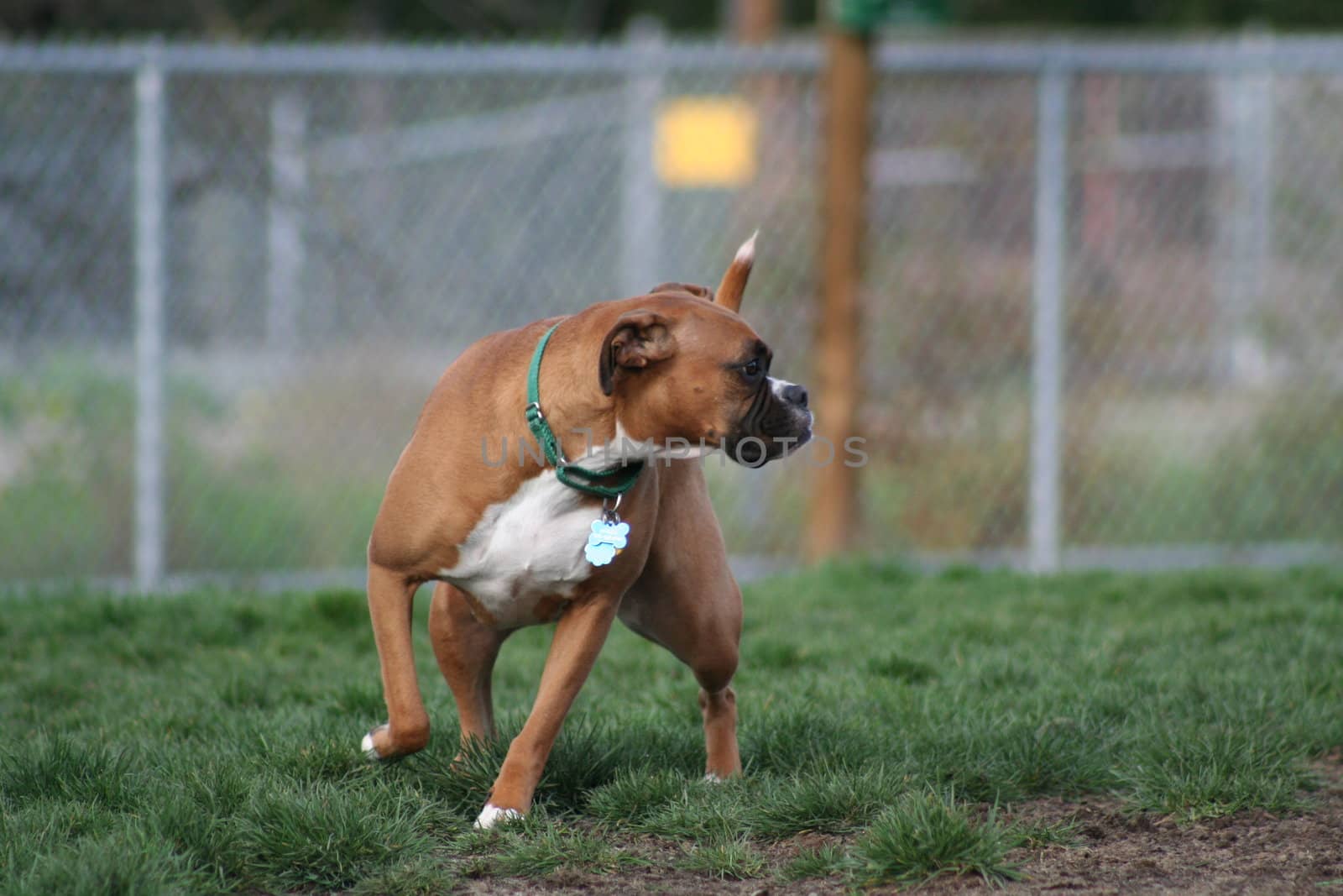 Close up of a boxer dog. 