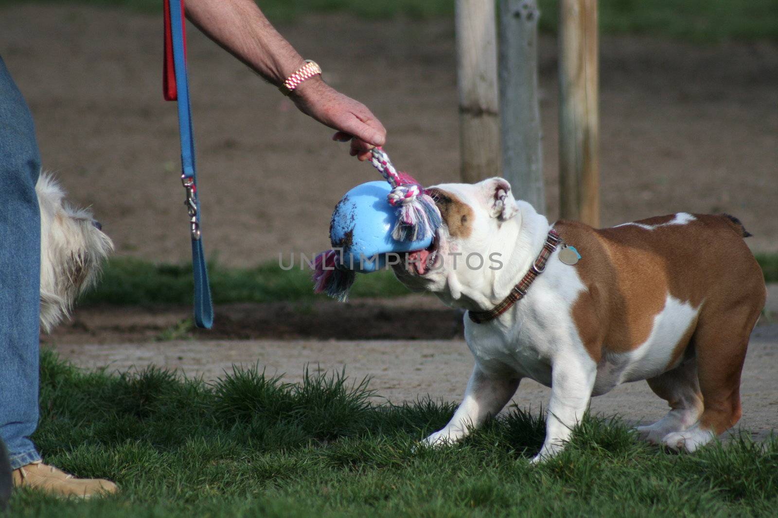 Cute puppy bulldog playing with the toys. 