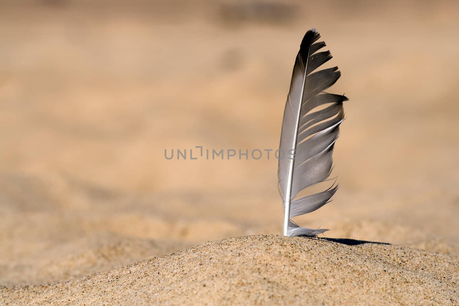 Seagull feather stuck in beach sand. Blurred background