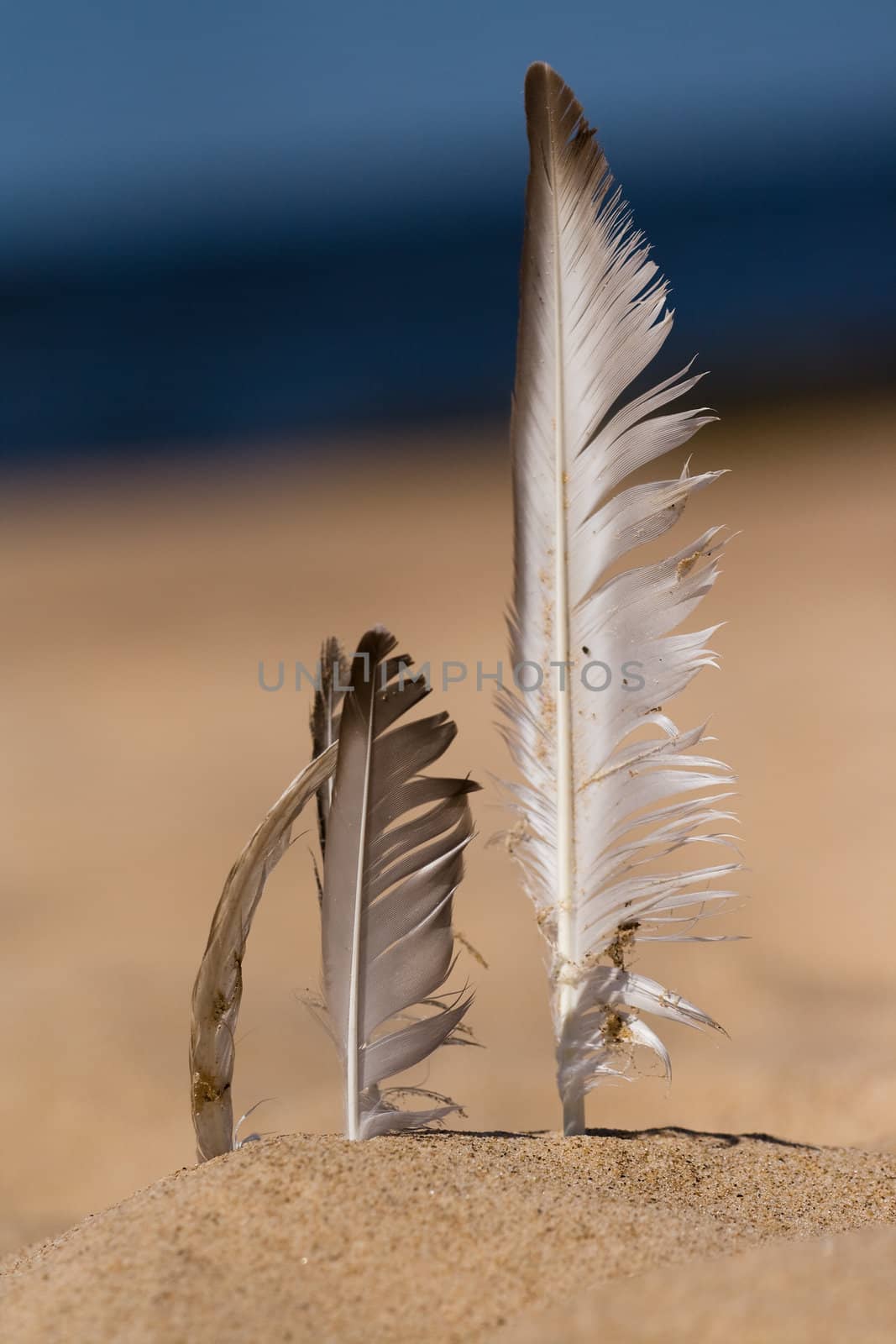 Seagull feather stuck in beach sand. Blurred background