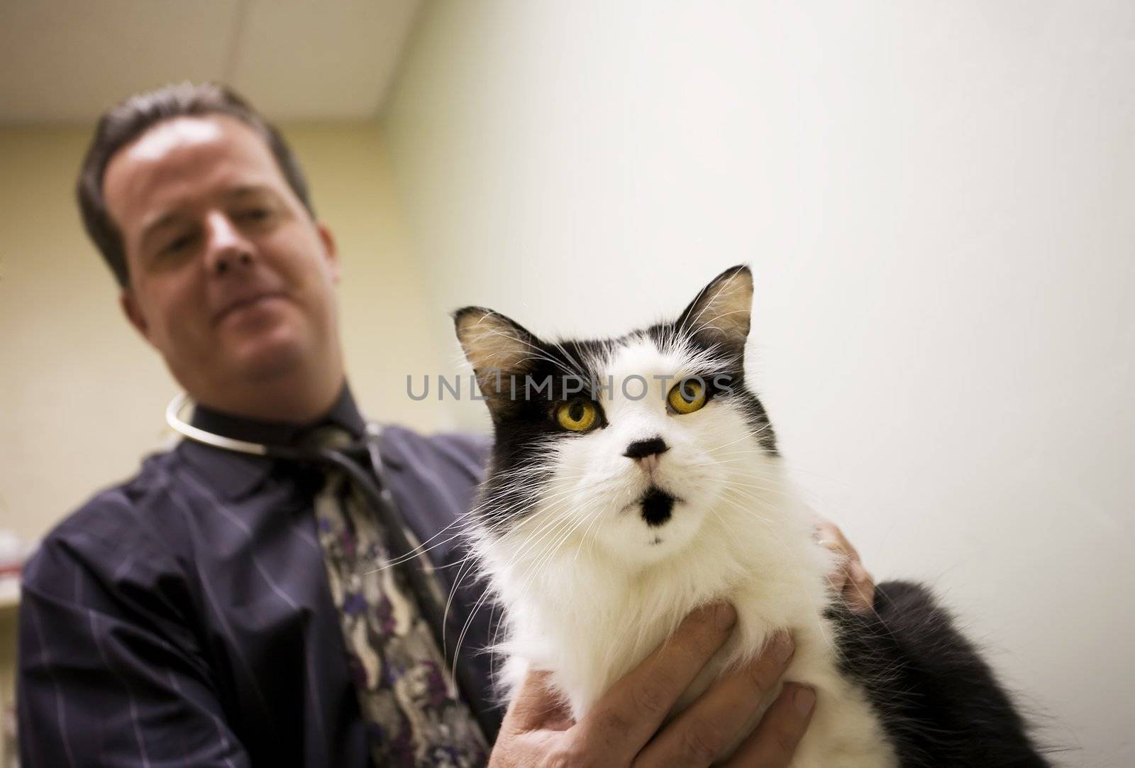 Veterinarian and a cat in clinic examination room