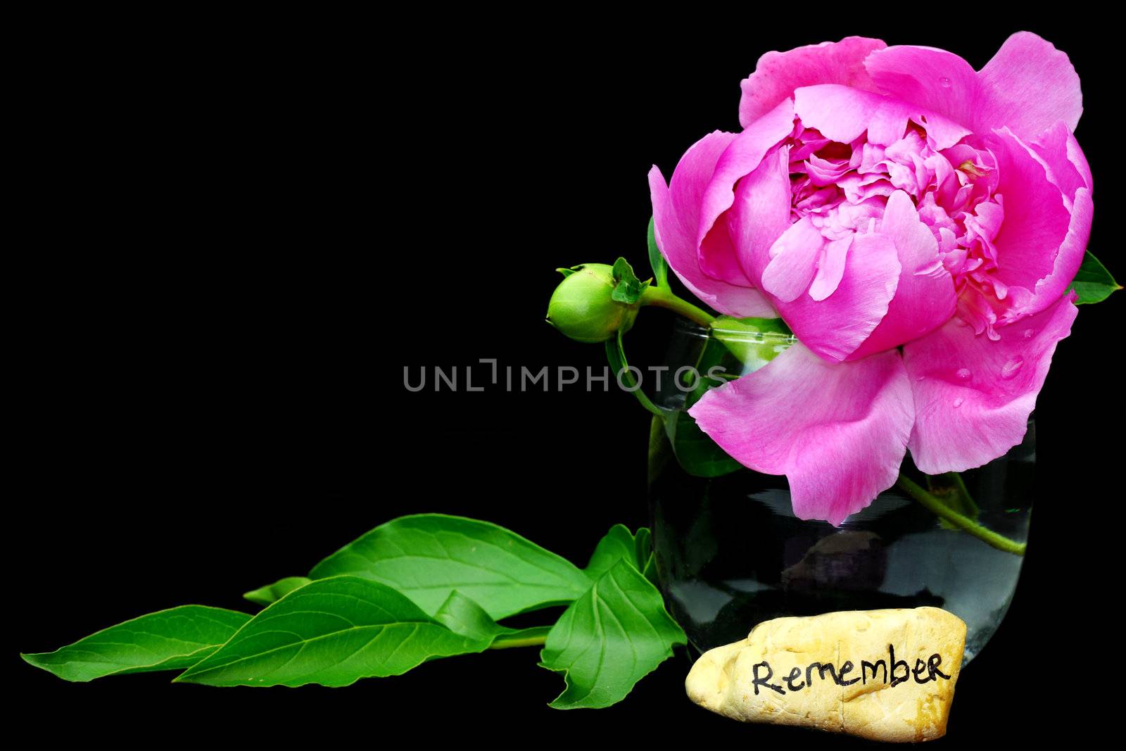 Remembrance stone with beautiful peony flower isolated on black with copyspace.