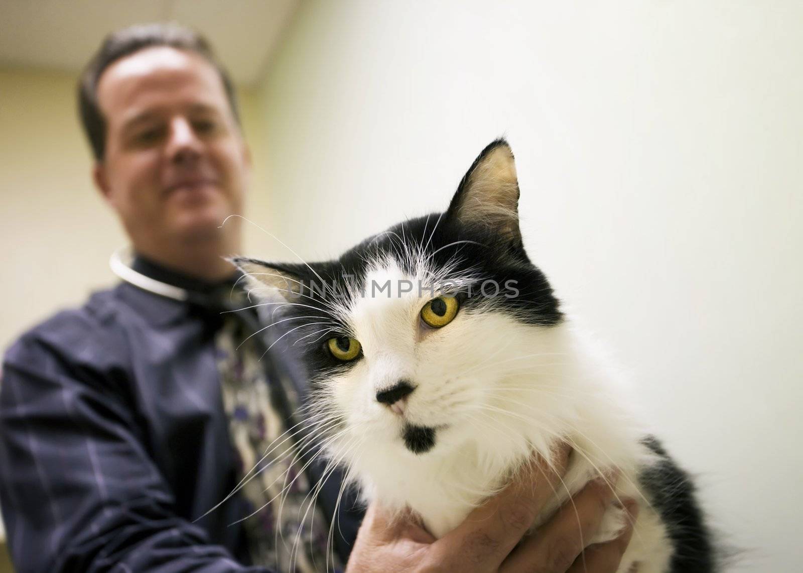 Veterinarian and a cat in clinic examination room