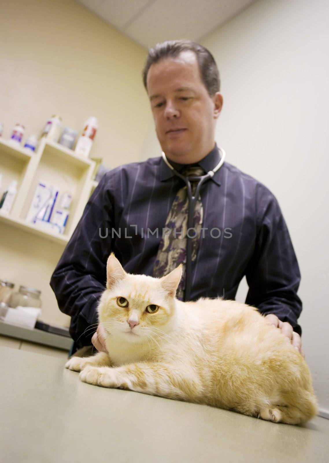 Veterinarian and a cat in clinic examination room