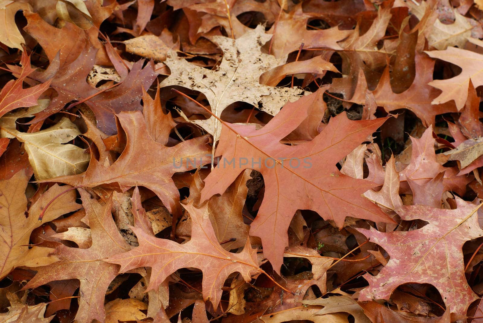 Ground covered with dry autumn leaves.