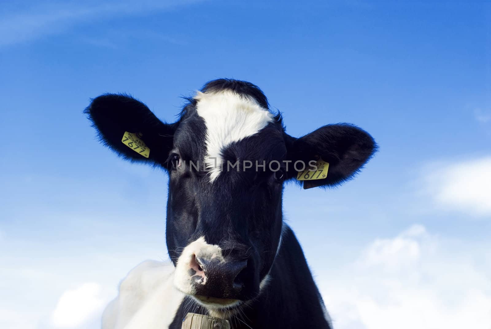 Dutch black and white cow against a blue sky.