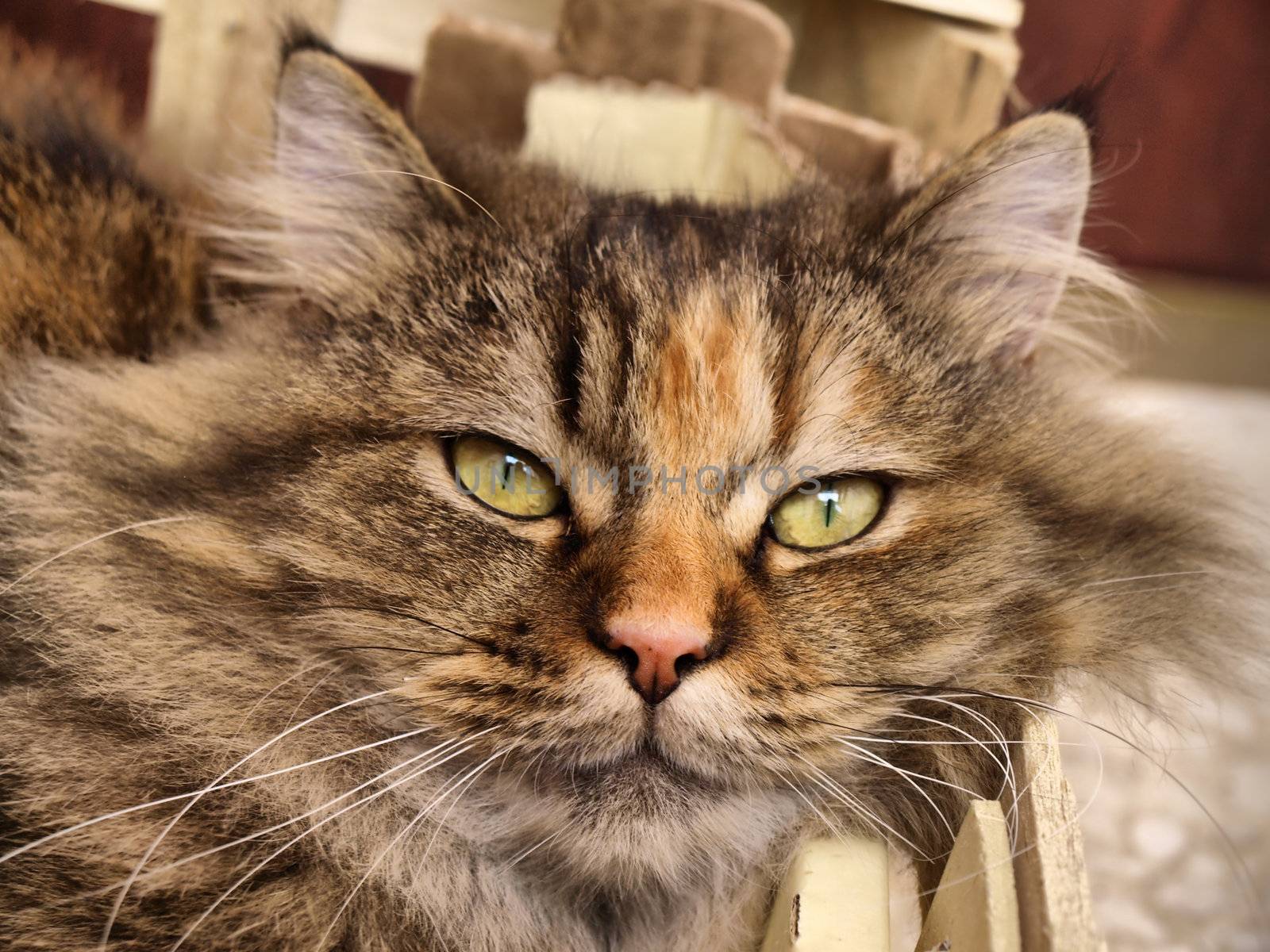 a HDR portrait of a homeless kitty with beautiful eyes