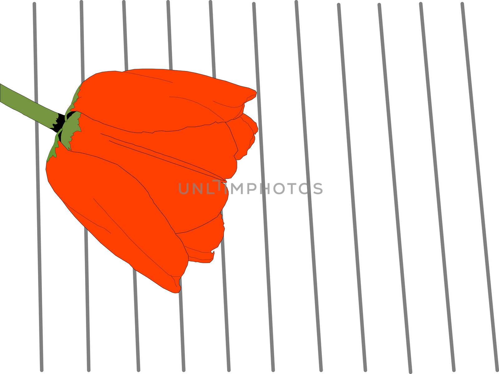 tulip by Lyudmila