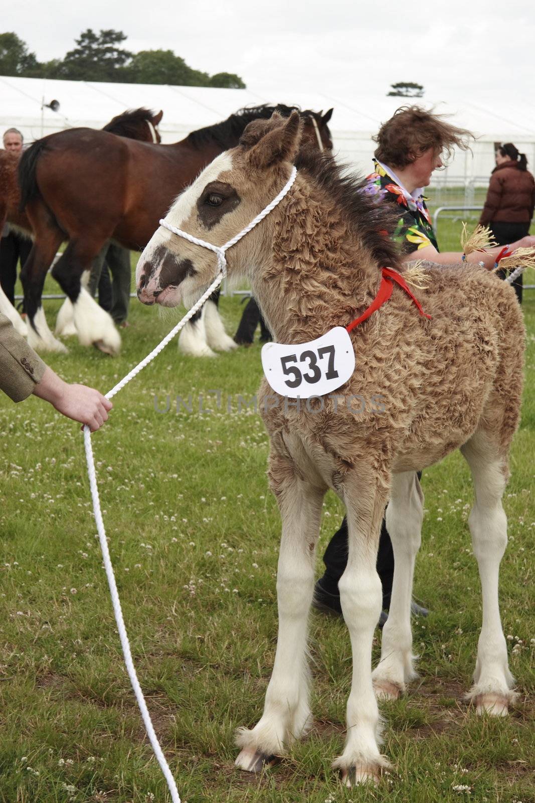 shirehorse foal being shown at a county show