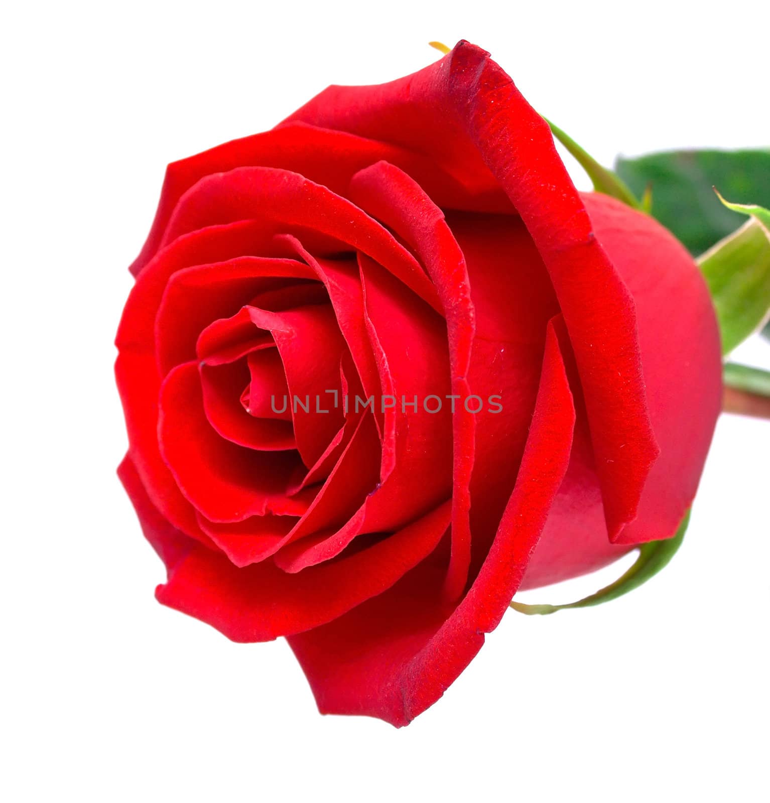 red rose by vikiri