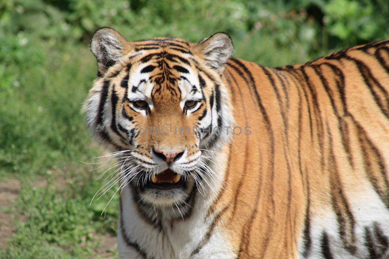 Closeup of beautiful Siberian tiger on background with green grass