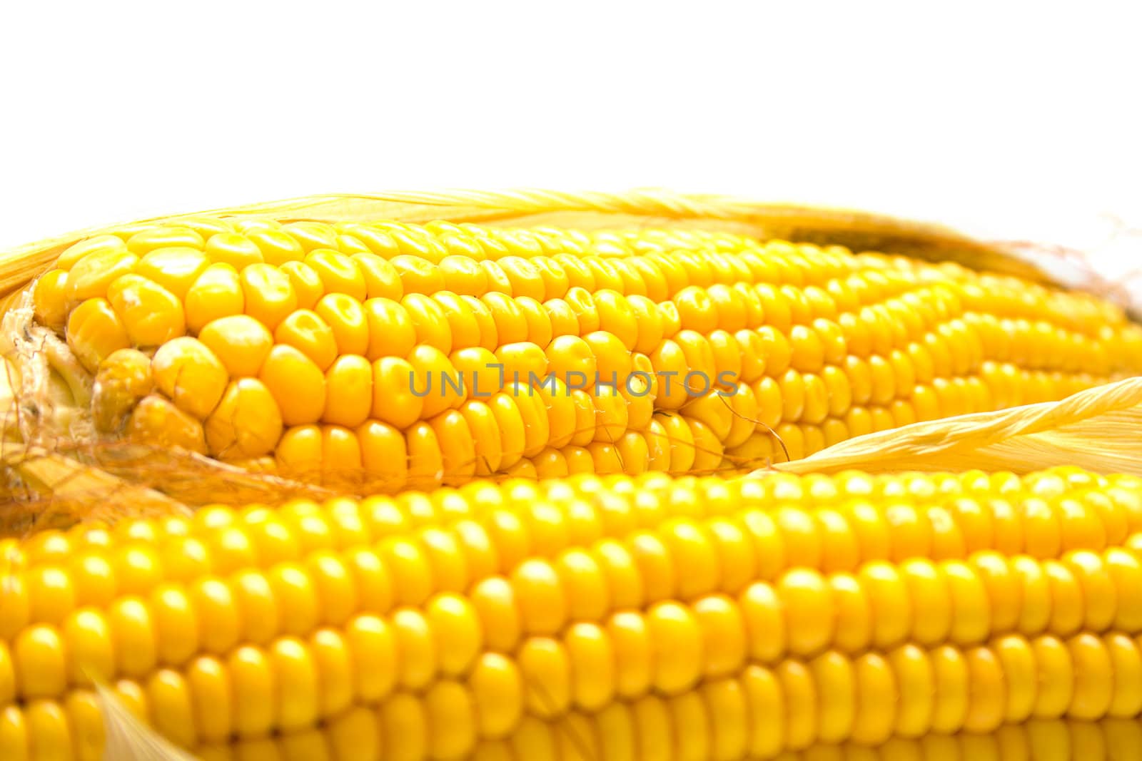 Freshly harvested corn, close up. Shallow DOF, macro, background. Isolated on white