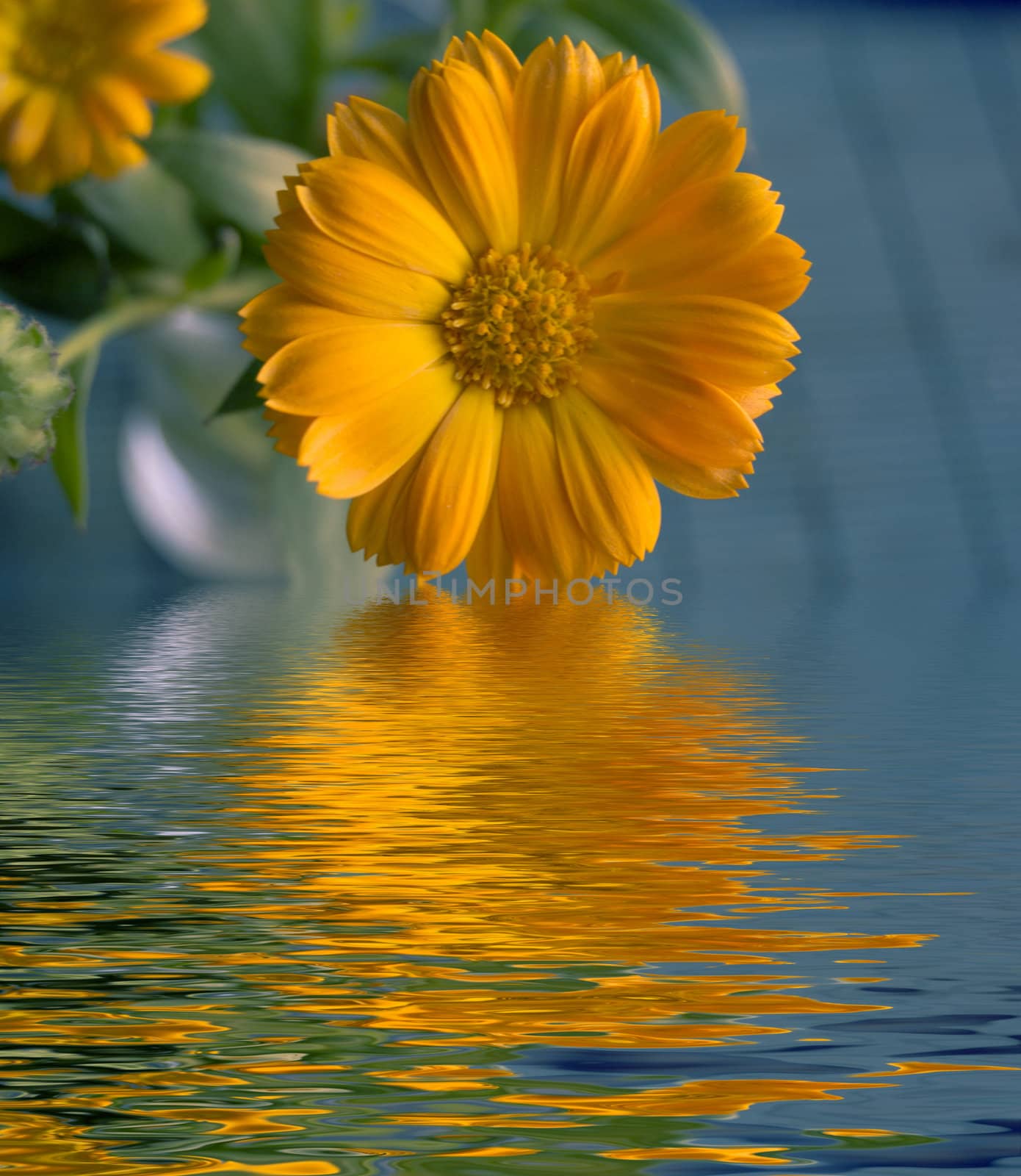daisy and reflection in water