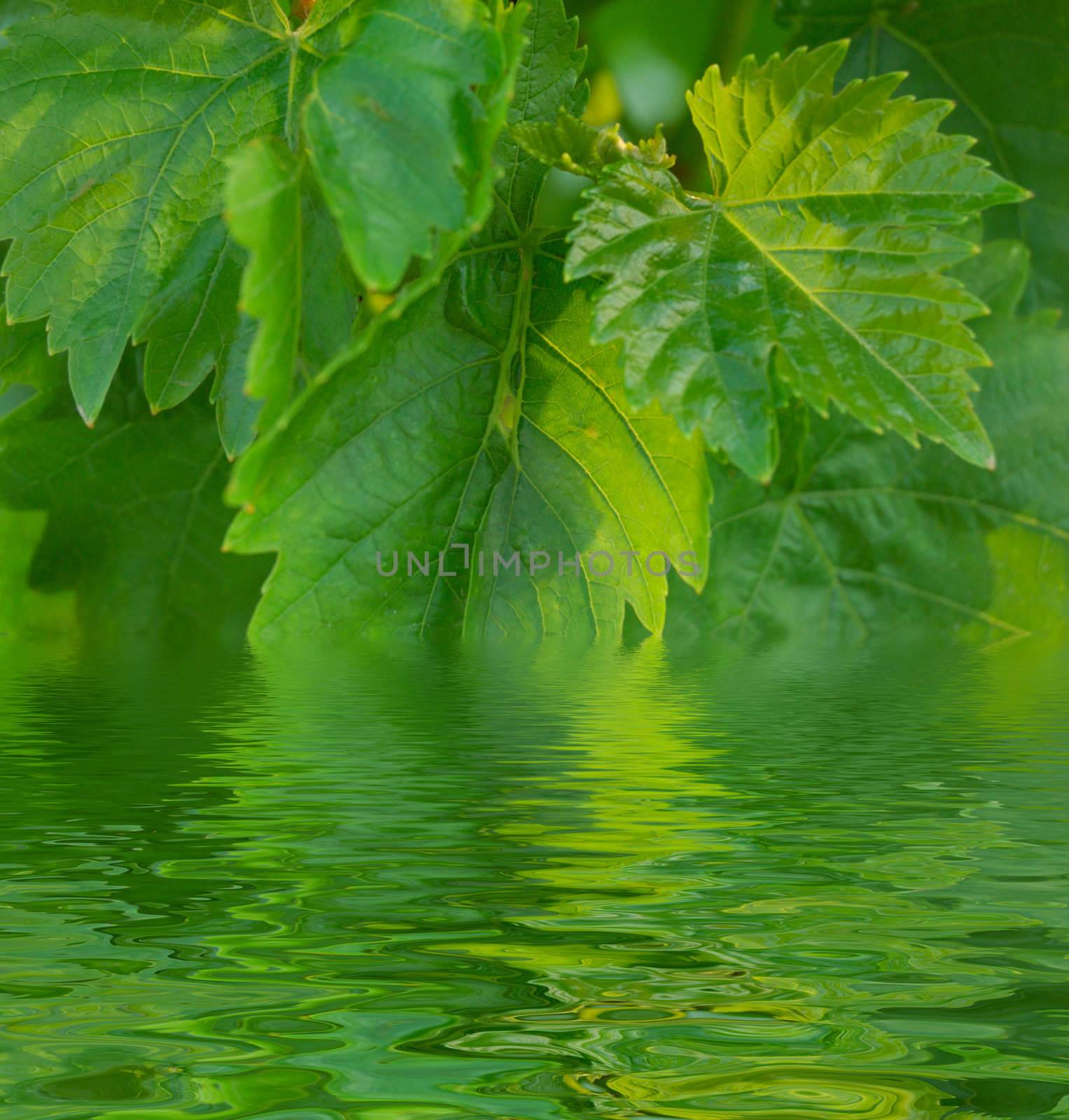 pattern of fresh spring green leaves of grape (vitis, vitaceae)