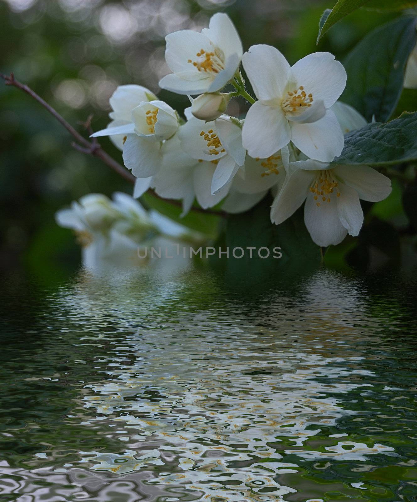 fresh branch of jasmin flowers