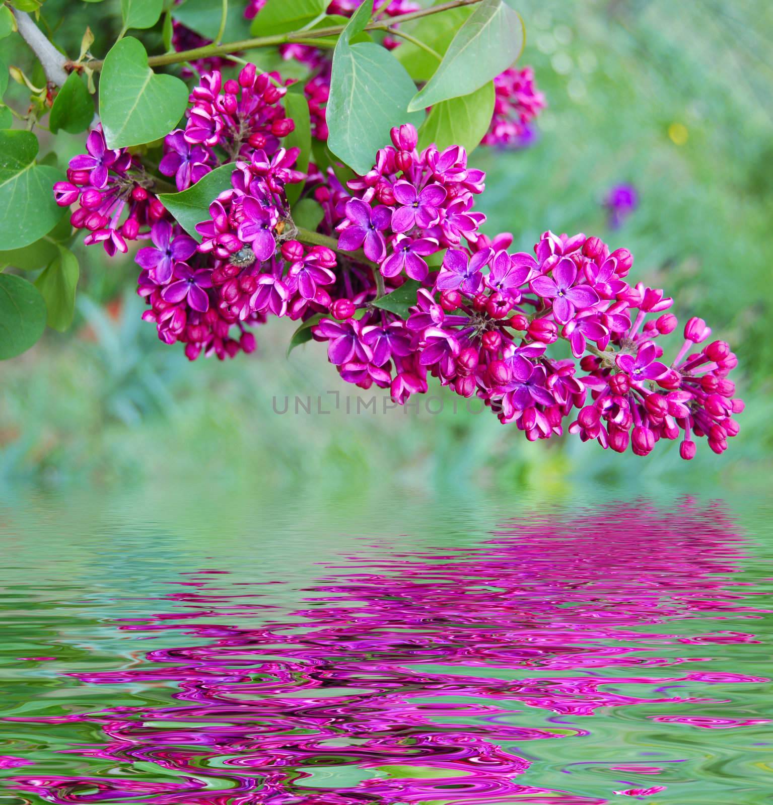 branch of lilac and reflection in water